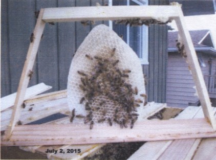 Framed Top Bar with Comb